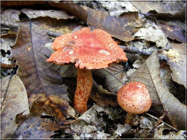 Cortinaire rougeâtre (Cortinarius bolaris)