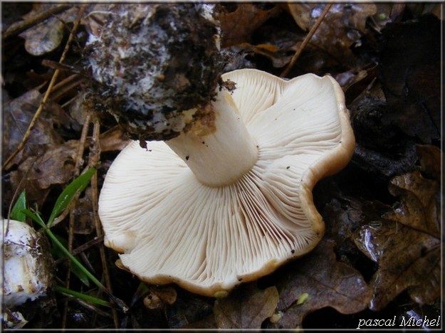Cortinarius ochropallidus, photo 2 sur 2