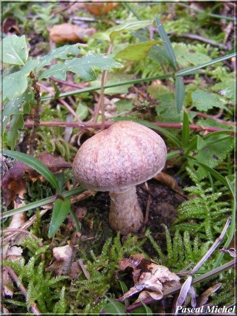Cortinaire à chaussette (Cortinarius torvus), photo 1 sur 2