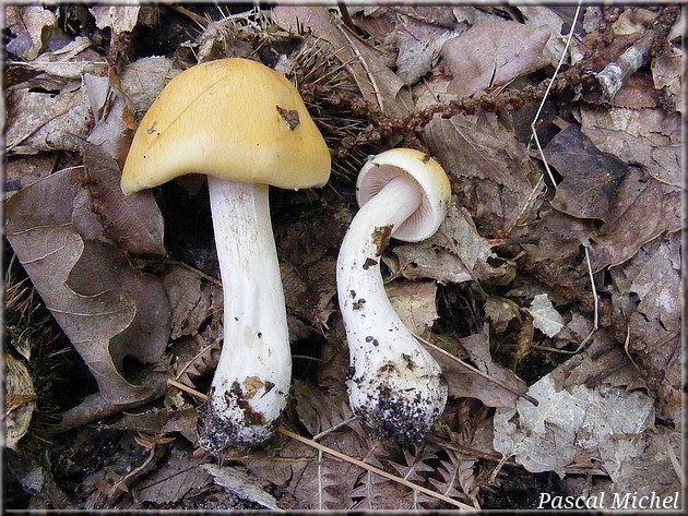 Cortinaire amarissime (Cortinarius vibratilis)
