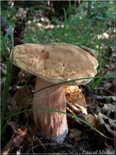 Boletus reticulatus