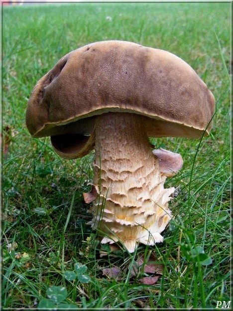 Boletus reticulatus, photo 1 sur 2