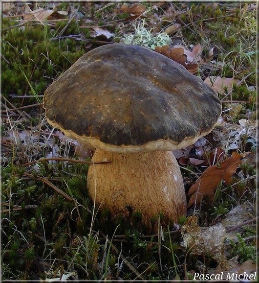 Tête de nègre (Boletus aereus)