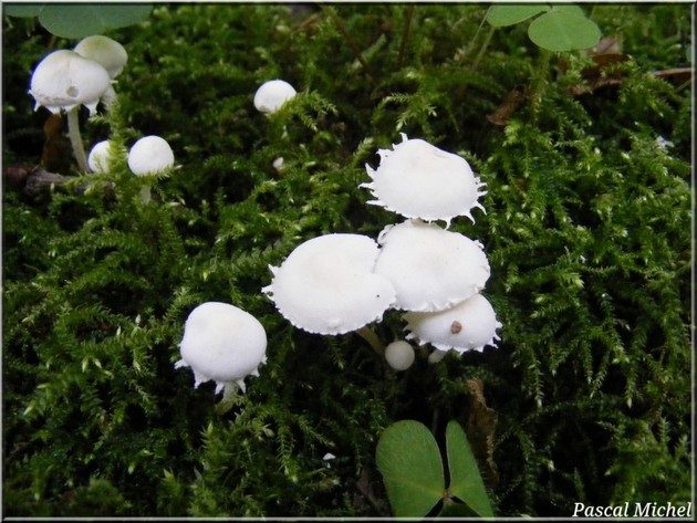 Lépiote demi-nue (Cystolepiota seminuda)
