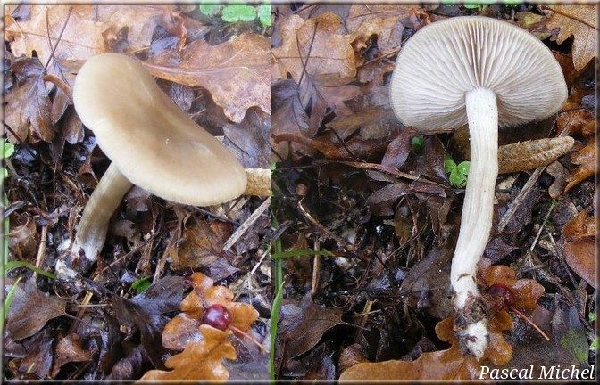 Entoloma rhodopolium
