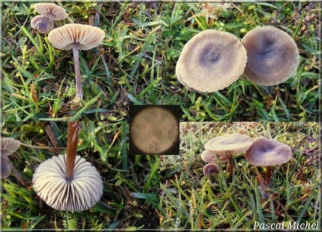 Entolome soyeux (Entoloma sericeum)