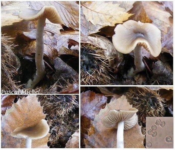 Entocybe turbida