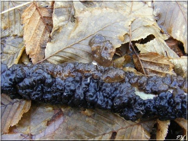 Exidie noirâtre (Exidia nigricans)
