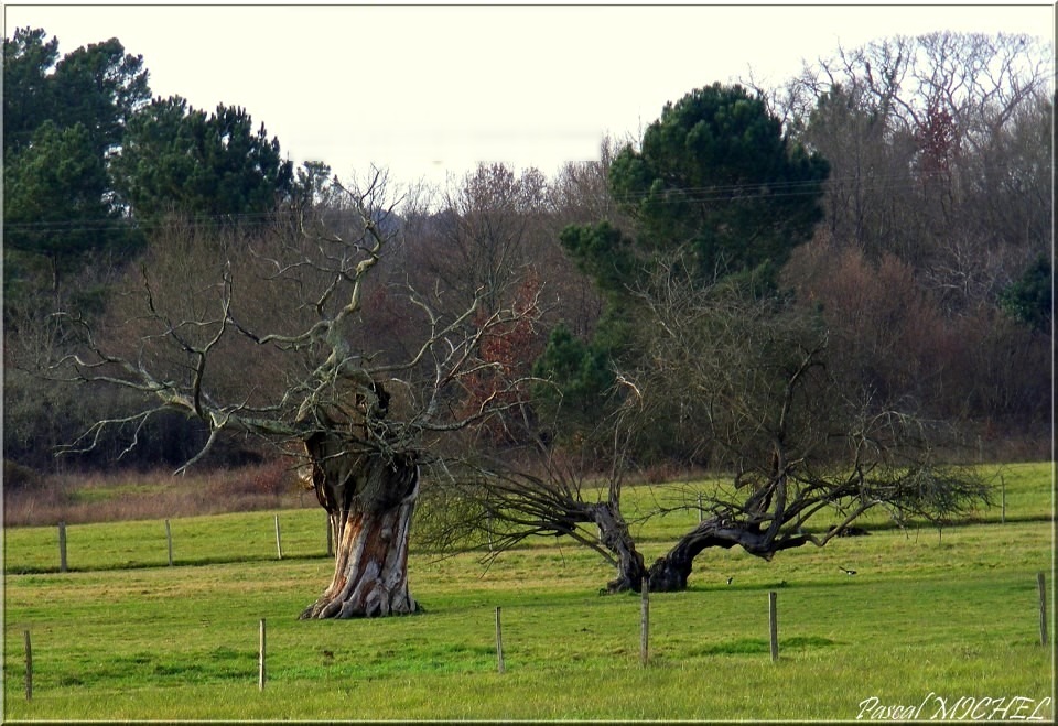 Deux vieux arbres dans un pré, en lisière de bois, dans la Double Saintongeaise