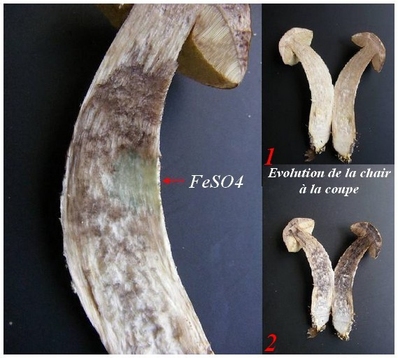Bolet rude des charmes (Leccinum pseudoscabrum)