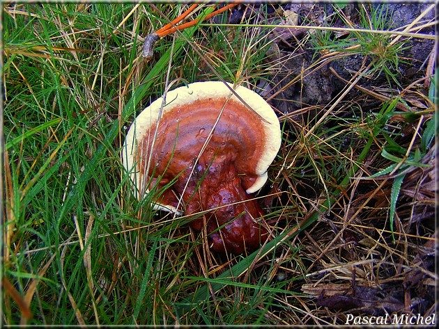 Ganoderme luisant (Ganoderma lucidum)