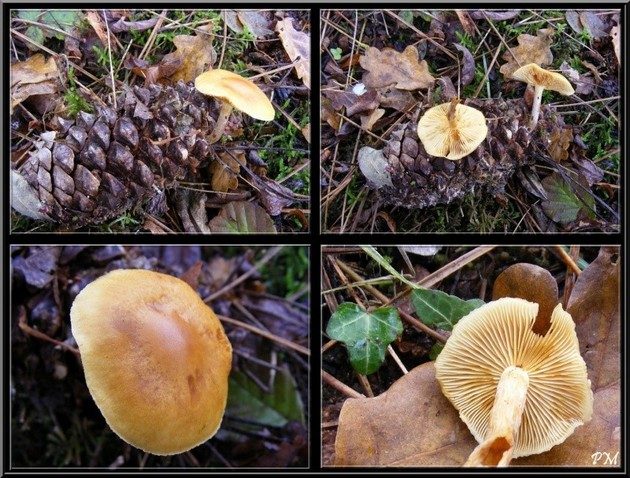 Gymnopile pénétrant (Gymnopilus penetrans)