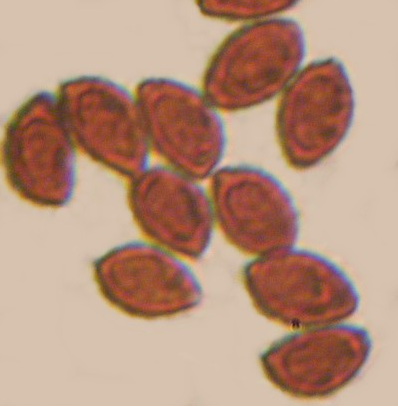 Spores de l'Hébélome échaudé ( (Hebeloma sinapizans)