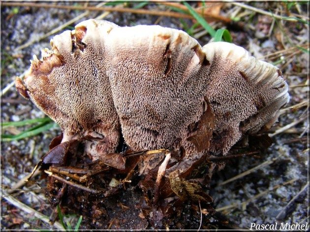 Hydnellum concrescens, photo 2 sur 2