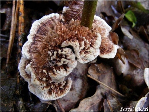 Hydnellum concrescens, photo 1 sur 2