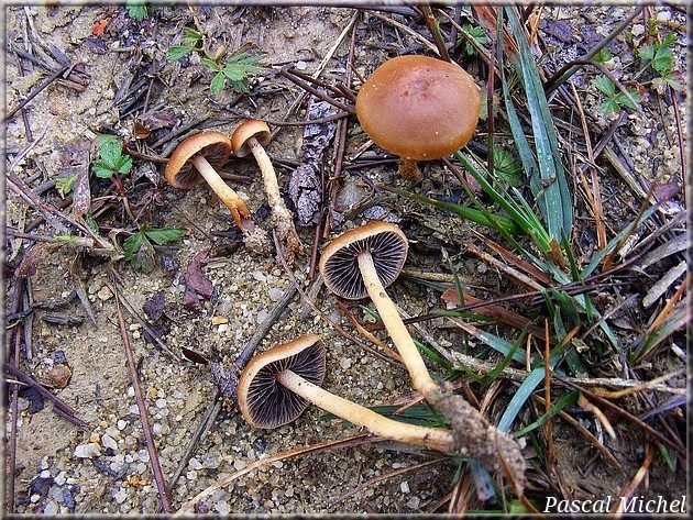 Hypholoma ericaeoides, photo 1 sur 3