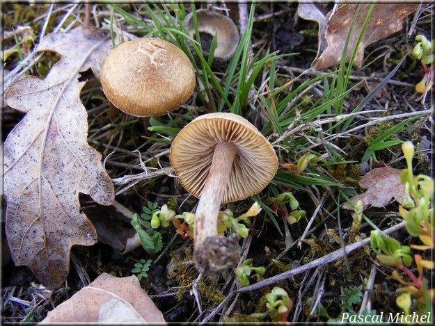 Inocybe variable (Inocybe curvipes), photo 1 sur 2