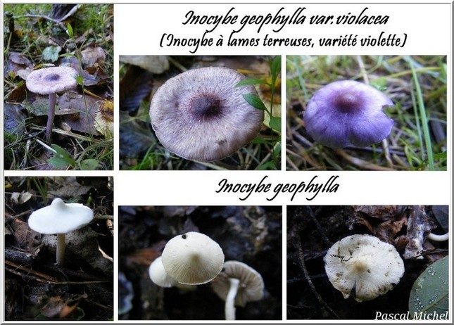 Inocybe à lames terreuses (Inocybe geophylla)