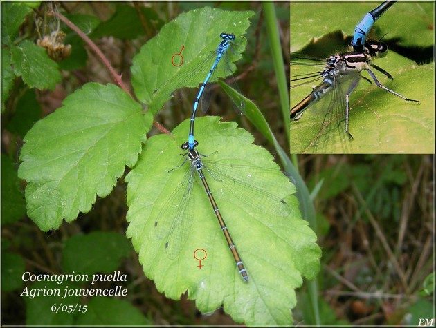 Agrion jouvencelle (Coenagrion puella), photo 3 sur 4