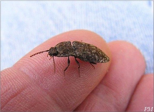 Agrypnus murinus