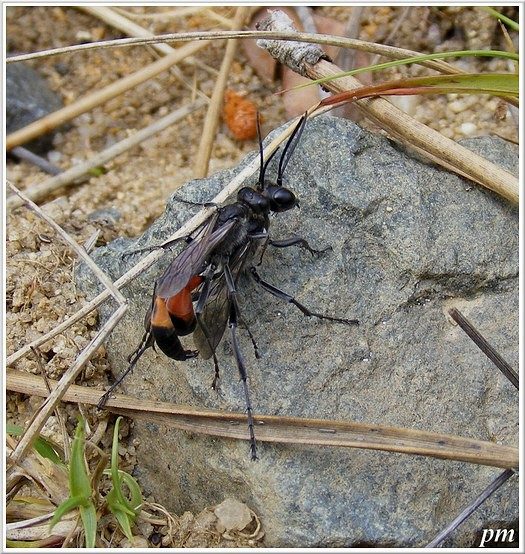 Ammophila sabulosa