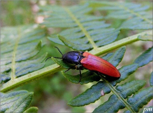 Ampedus cinnaberinus