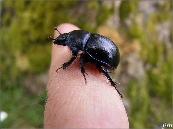 Anoplotrupes stercorosus