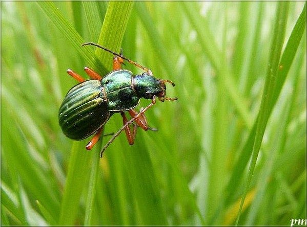 Carabus auratus