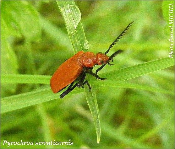 Pyrochroa serraticornis