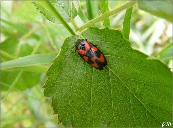 Cercopis vulnerata