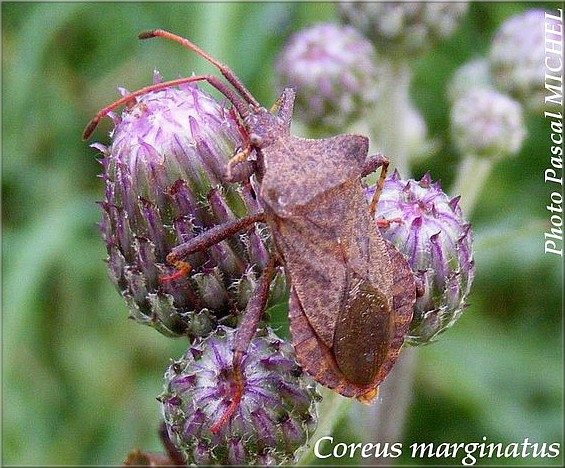 Coreus marginatus