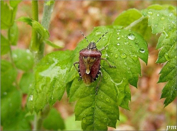 Dolycoris baccarum
