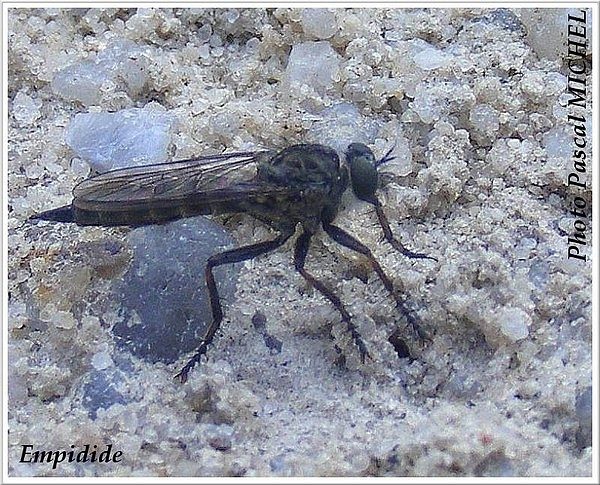 Empidide (mouche), photo 1 sur 3