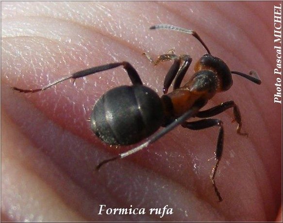 Fourmi rousse des bois (Formica rufa)