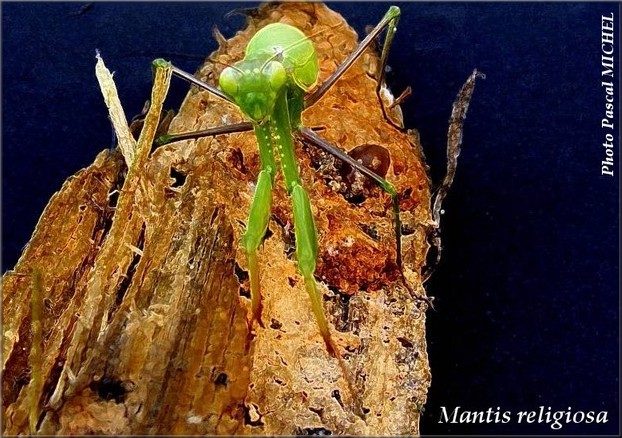 Mante religieuse (Mantis religiosa), photo 2 sur 2