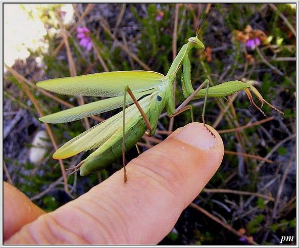 Mante religieuse (Mantis religiosa), photo 1 sur 2