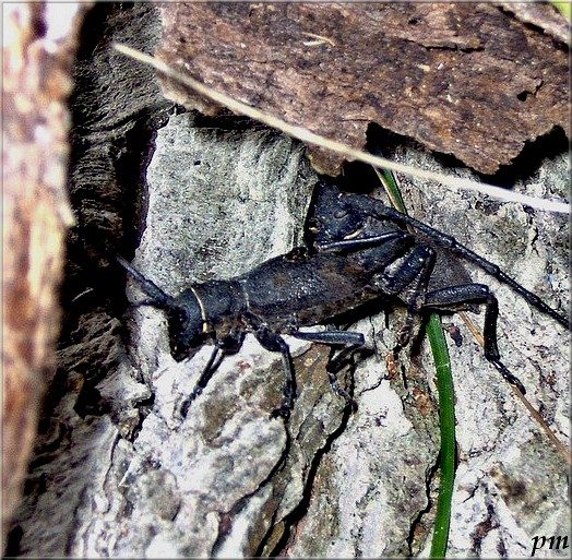 Morimus asper, photo 3 sur 3
