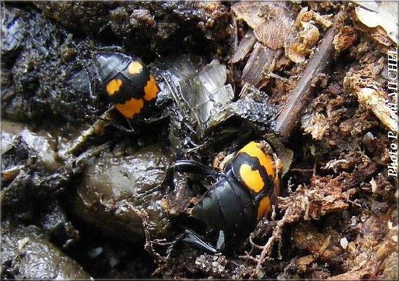 Nicrophorus sp.