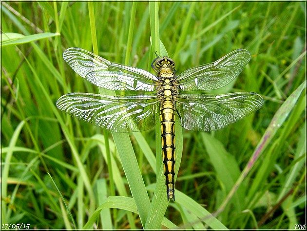 Orthetrum réticulé (Orthetrum cancellatum), photo 1 sur 6
