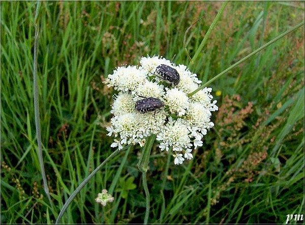 Oxythyrea funesta