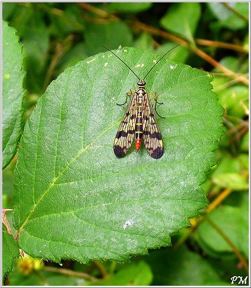 Panorpa communis