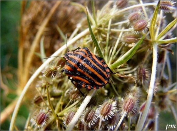 Graphosoma italicum