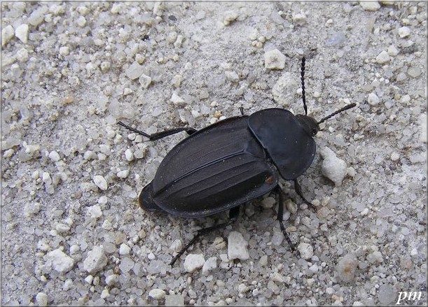 Silpha carinata
