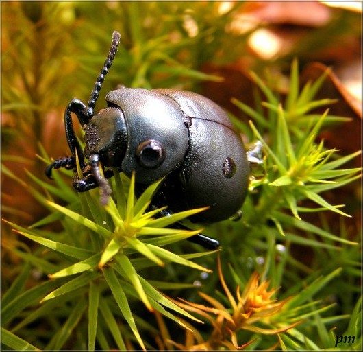 Timarcha cf. tenebricosa, photo 2 sur 2