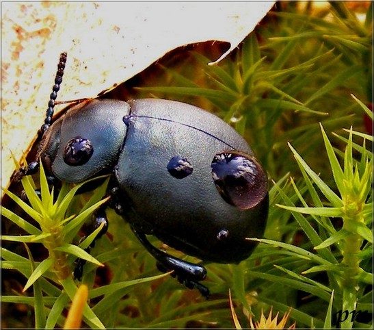 Timarcha cf. tenebricosa, photo 1 sur 2