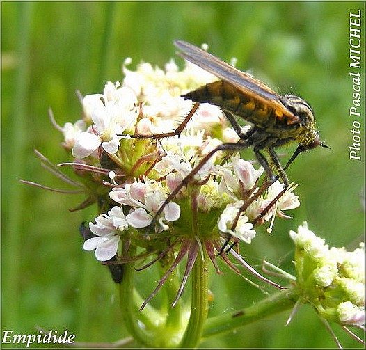 Empidide (mouche), photo 2 sur 3