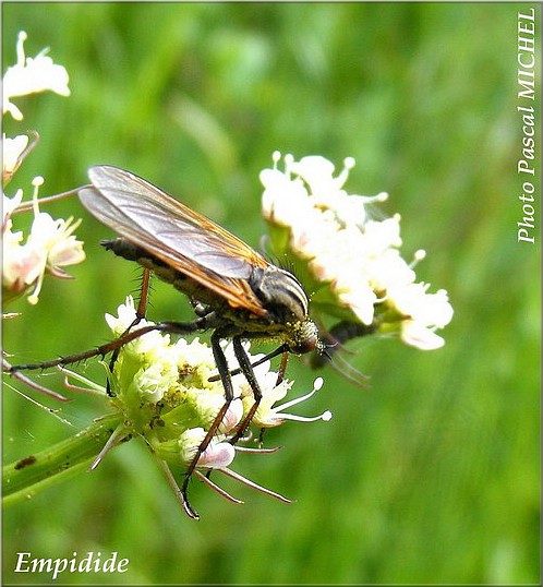 Empidide (mouche), photo 3 sur 3