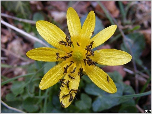 Méloé printanier (Meloe proscarabaeus), larves