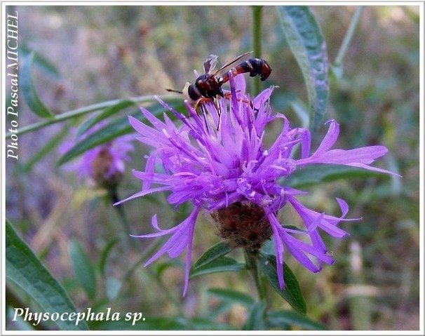 Physocephala sp.