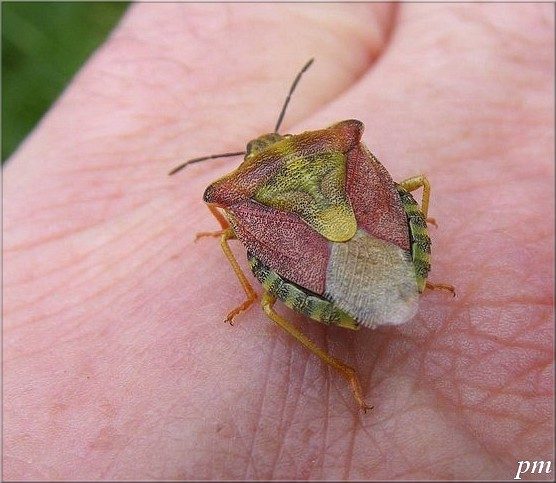 Carpocoris pudicus, photo 1 sur 2